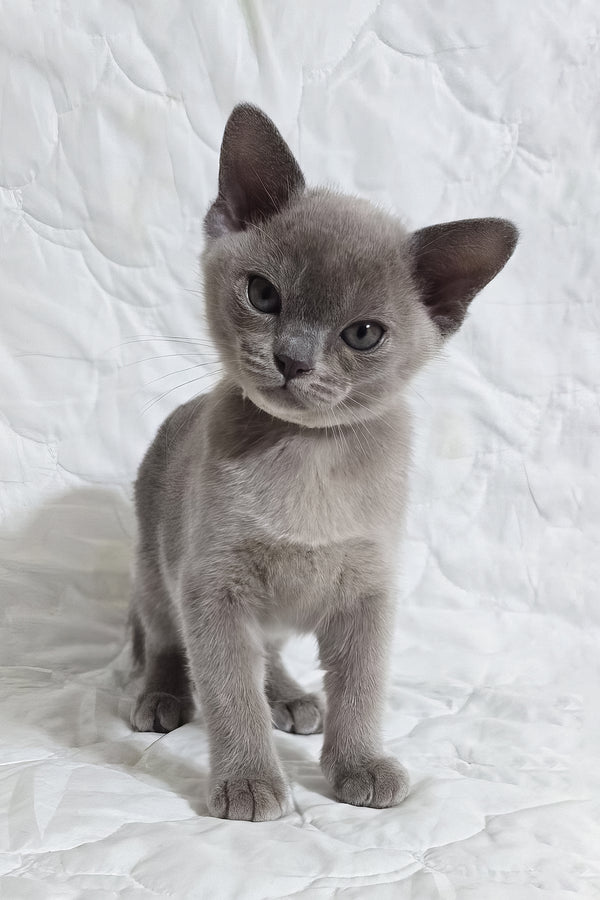 Rafaela | Burmese Kitten