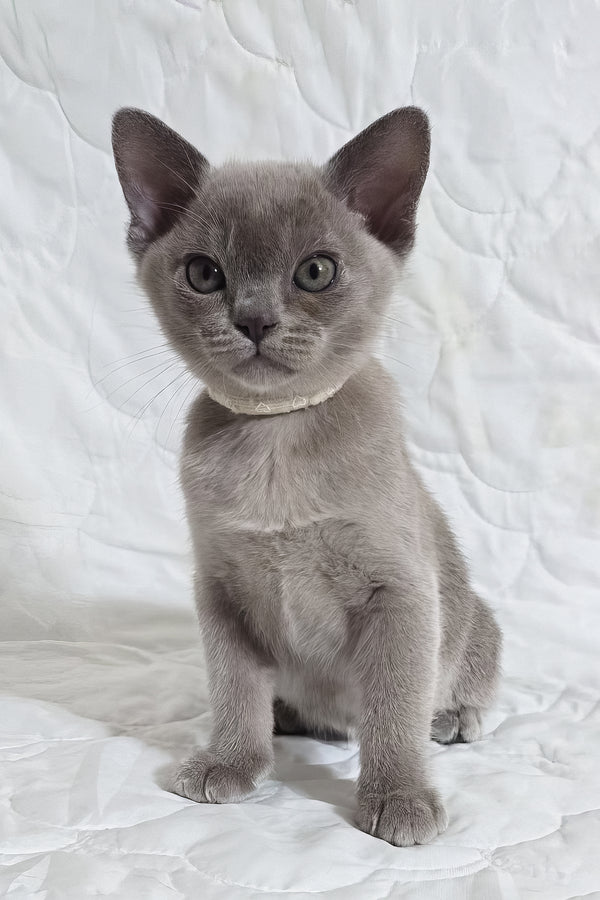 Rafaela | Burmese Kitten