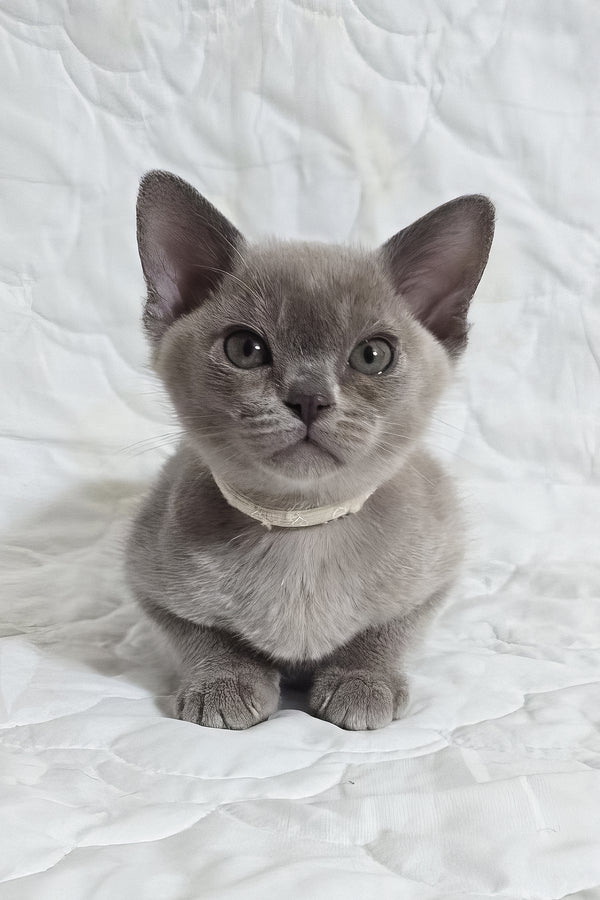 Rafaela | Burmese Kitten