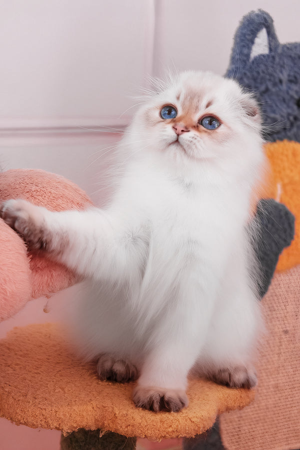 Rafaela | Scottish Fold Longhair Kitten