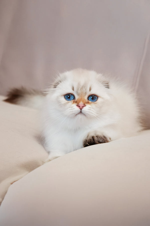 Rafaela | Scottish Fold Longhair Kitten