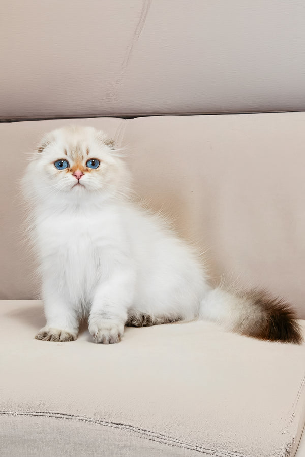 Rafaela | Scottish Fold Longhair Kitten