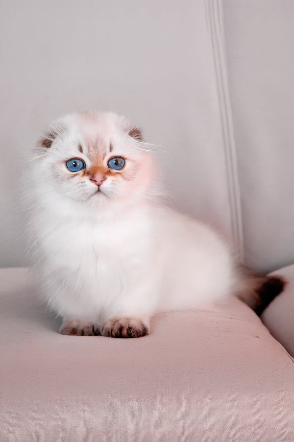 Rafaela | Scottish Fold Longhair Kitten