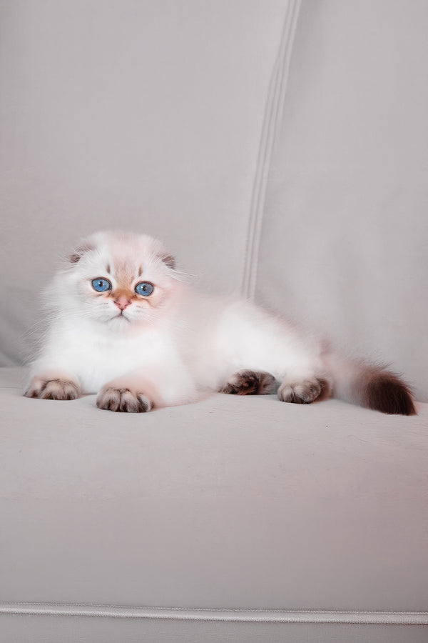 Rafaela | Scottish Fold Longhair Kitten