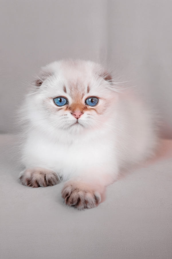 Rafaela | Scottish Fold Longhair Kitten