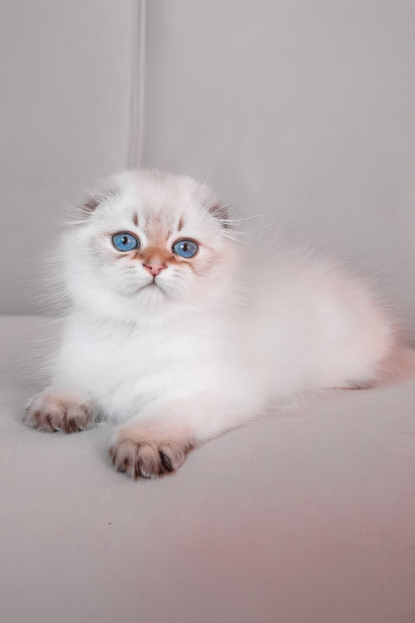Rafaela | Scottish Fold Longhair Kitten