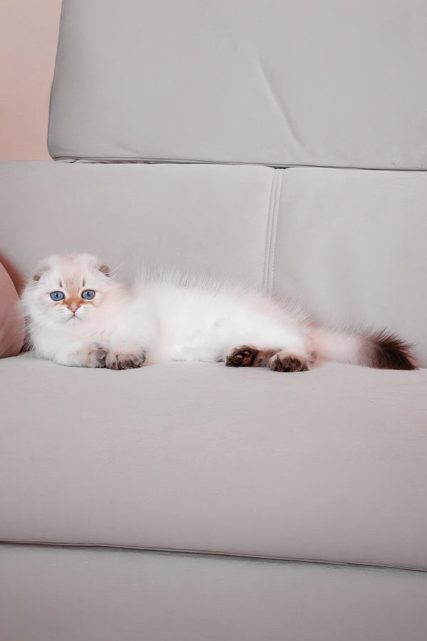 Rafaela | Scottish Fold Longhair Kitten