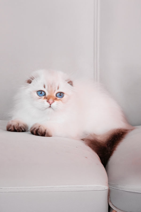 Rafaela | Scottish Fold Longhair Kitten