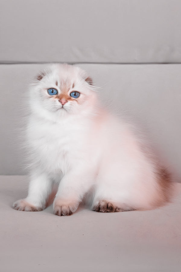Rafaela | Scottish Fold Longhair Kitten