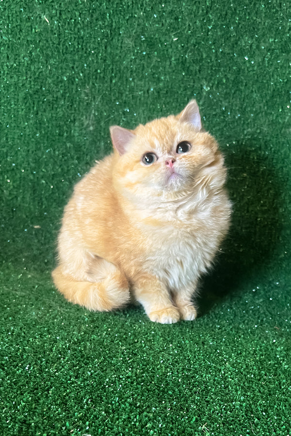 Rafail | British Shorthair Kitten