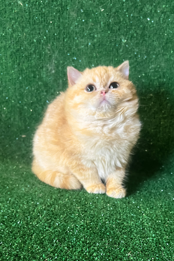 Rafail | British Shorthair Kitten