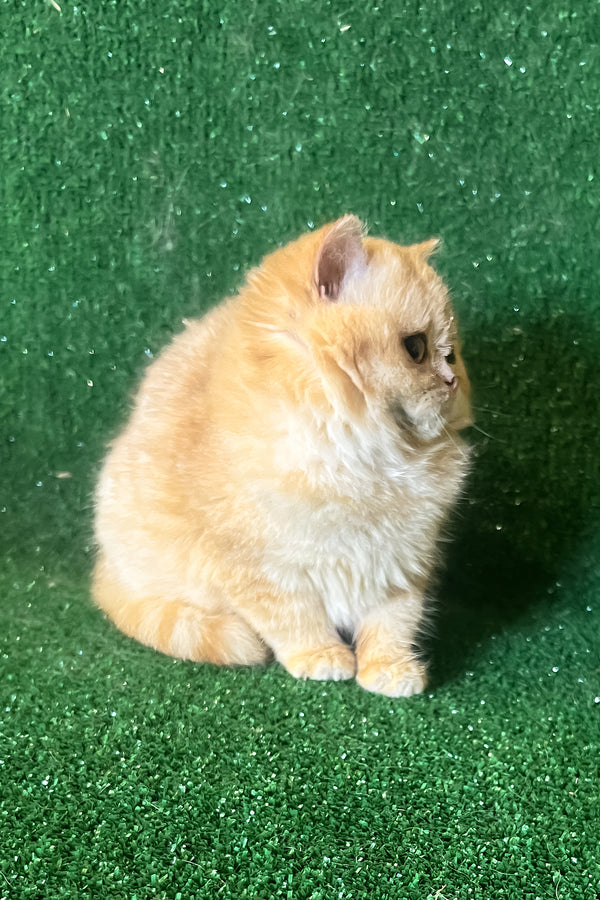 Rafail | British Shorthair Kitten