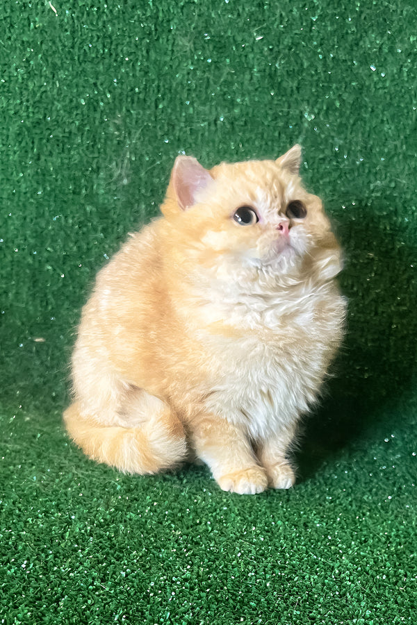 Rafail | British Shorthair Kitten