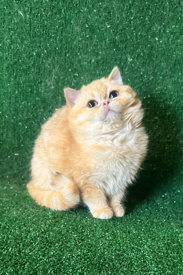 Rafail | British Shorthair Kitten