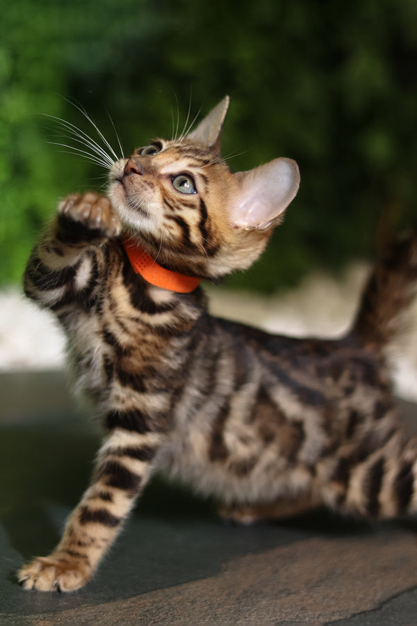 Ralf | Bengal Kitten