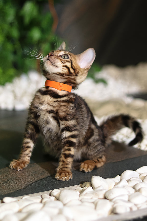 Ralf | Bengal Kitten