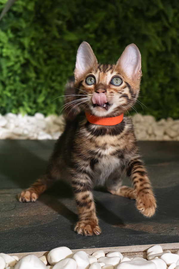 Ralf | Bengal Kitten