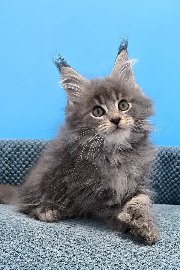 A fluffy gray polydactyl maine coon kitten with green eyes and tufted ears sitting on a textured blue surface