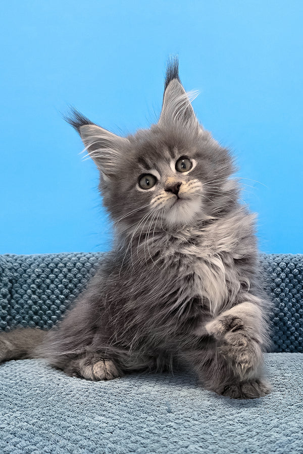 A fluffy gray polydactyl maine coon kitten with green eyes and tufted ears sitting on a textured blue surface