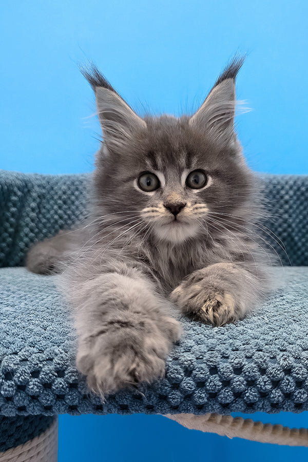A fluffy gray polydactyl maine coon kitten with tufted ears and green eyes resting on a blue cat tree platform