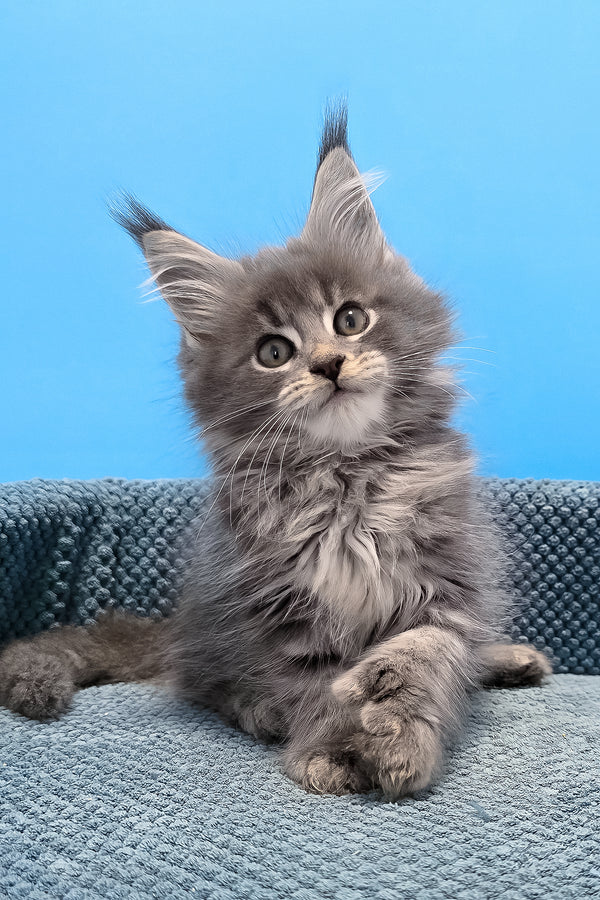 Ron the polydactyl maine coon kitten with fluffy gray fur and green eyes sitting on a textured blue cushion