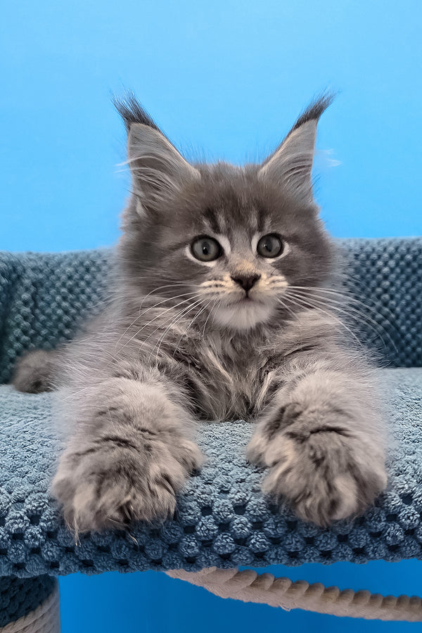 Ron polydactyl maine coon kitten with fluffy gray fur and green eyes resting on a textured blue cushion