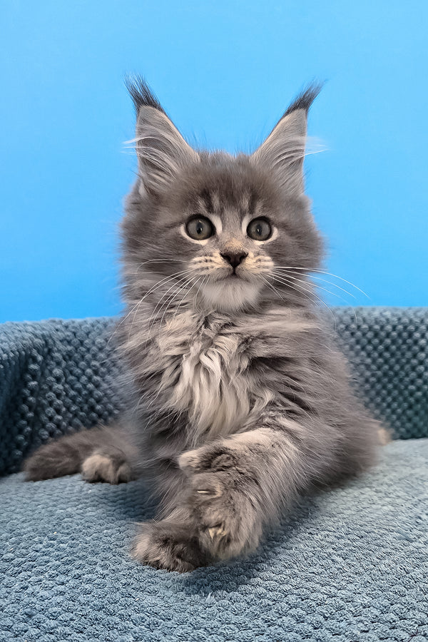 A fluffy gray polydactyl maine coon kitten with green eyes and tufted ears sitting on a blue cushion