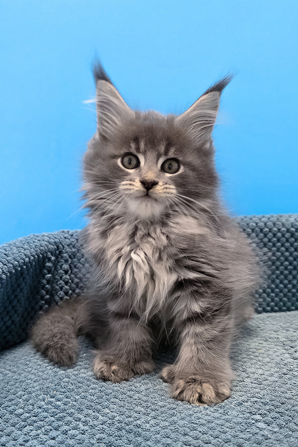 A fluffy gray polydactyl maine coon kitten with green eyes and tufted ears sitting on a textured blue cushion