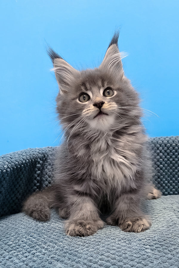Ron polydactyl maine coon kitten fluffy gray with green eyes and tufted ears sitting on a textured blue cushion