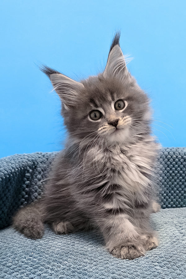 A fluffy gray polydactyl maine coon kitten with green eyes and tufted ears sitting on a blue cushion