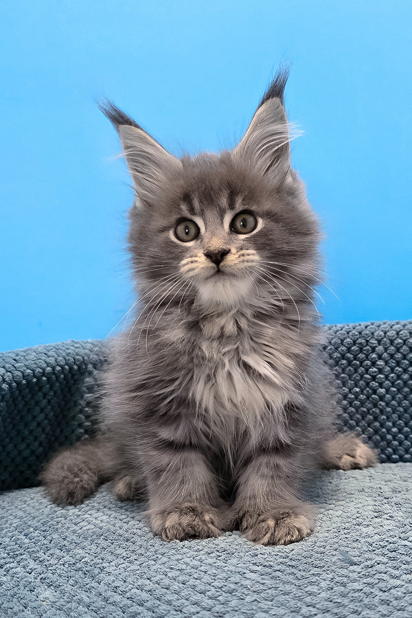 A fluffy gray polydactyl maine coon kitten with green eyes and tufted ears sits on a textured blue cushion