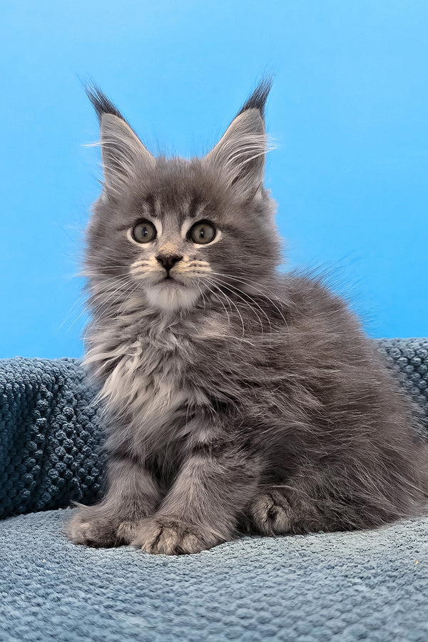 A fluffy gray polydactyl maine coon kitten with green eyes and tufted ears sitting on a textured blue surface