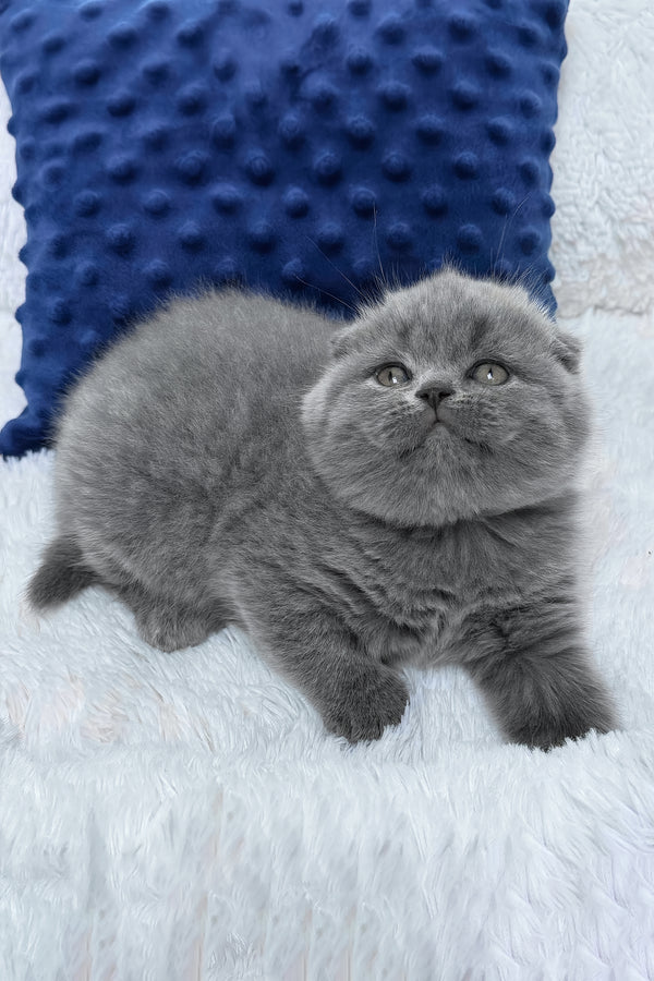 Ramada | Scottish Fold Kitten