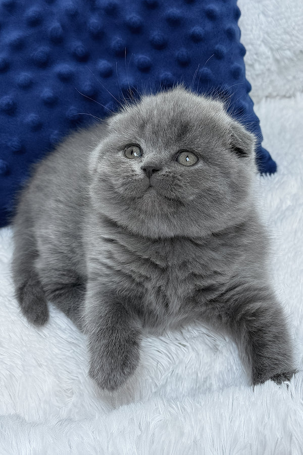 Ramada | Scottish Fold Kitten