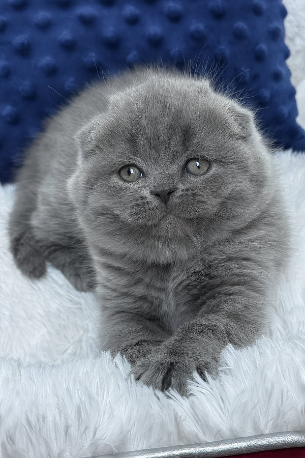 Ramada | Scottish Fold Kitten