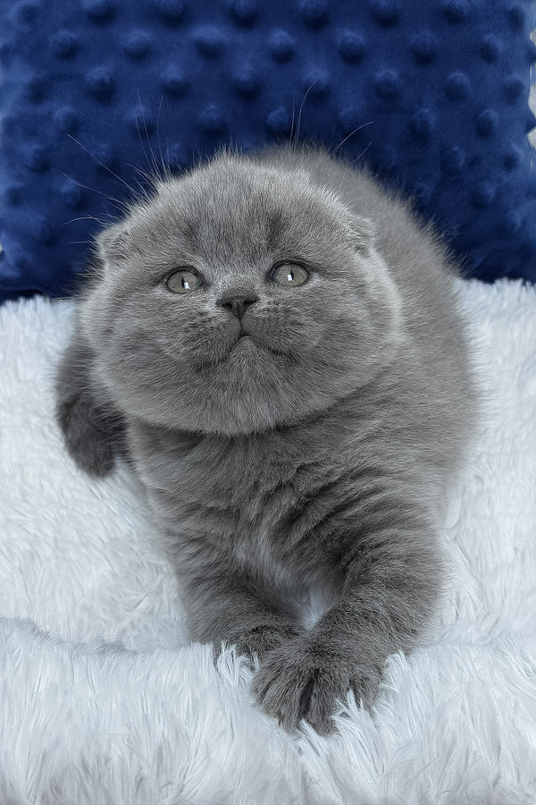 Ramada | Scottish Fold Kitten