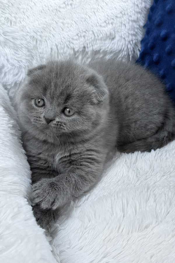 Ramada | Scottish Fold Kitten