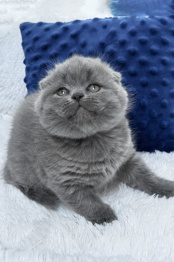 Ramada | Scottish Fold Kitten