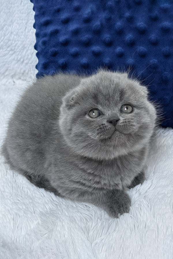 Ramada | Scottish Fold Kitten