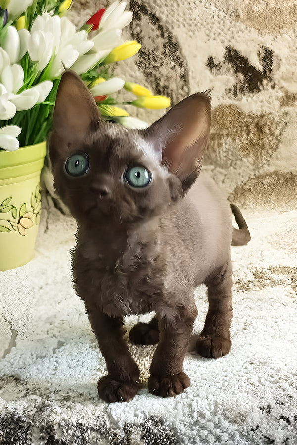 Ramina | Devon Rex Kitten