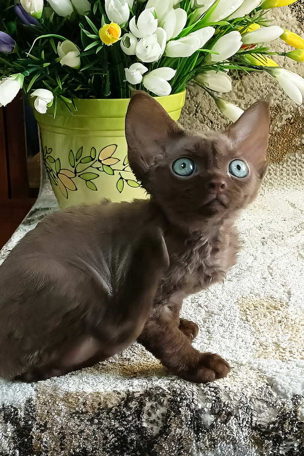 Ramina | Devon Rex Kitten