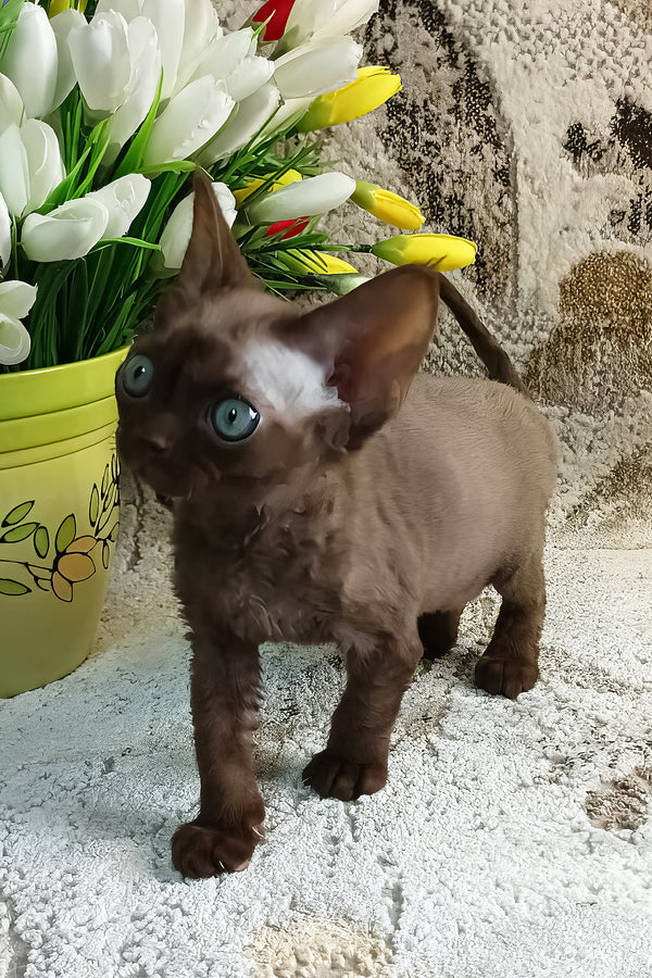 Ramina | Devon Rex Kitten