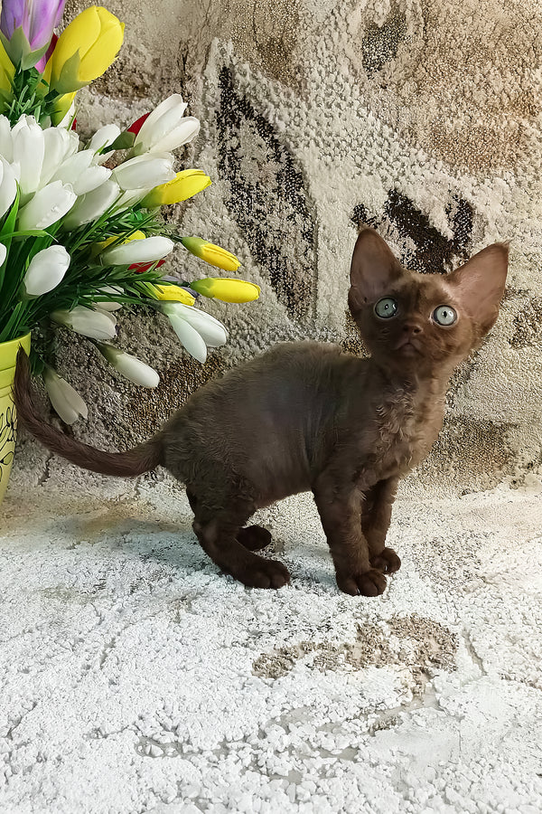 Ramina | Devon Rex Kitten
