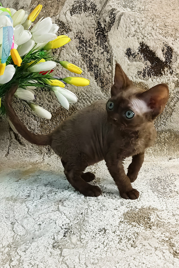 Ramina | Devon Rex Kitten