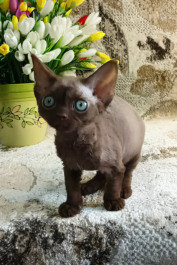 Ramina | Devon Rex Kitten