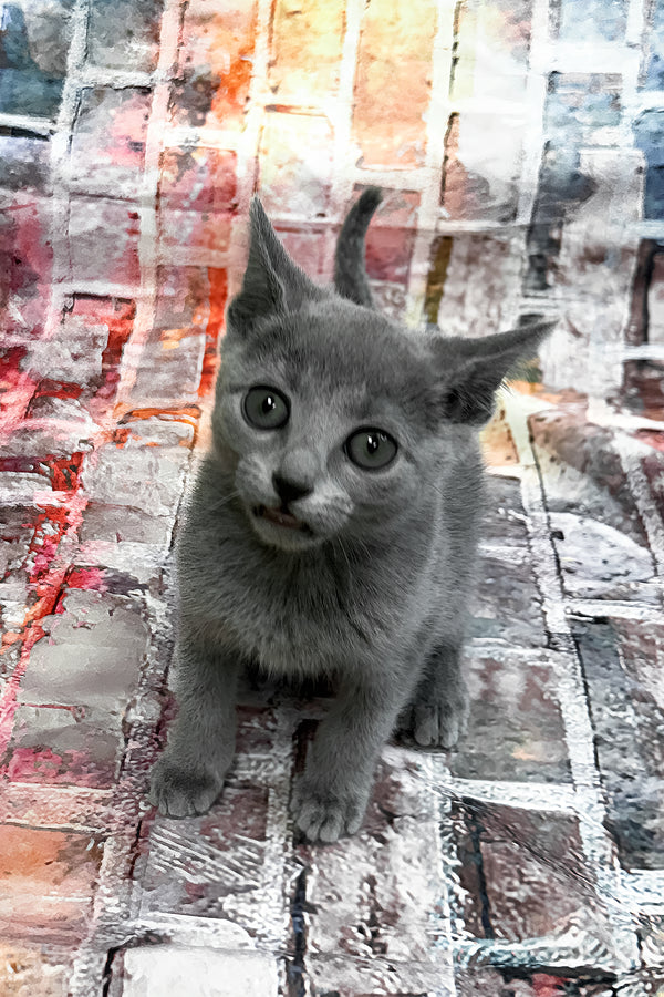 Ramos | Russian Blue Kitten
