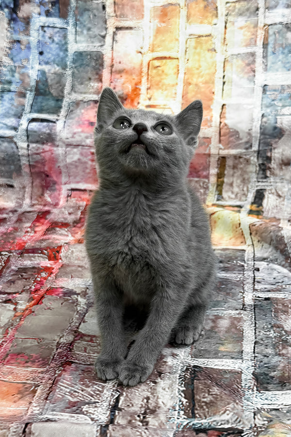 Ramos | Russian Blue Kitten