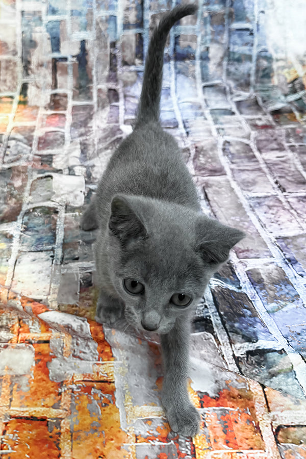 Ramos | Russian Blue Kitten
