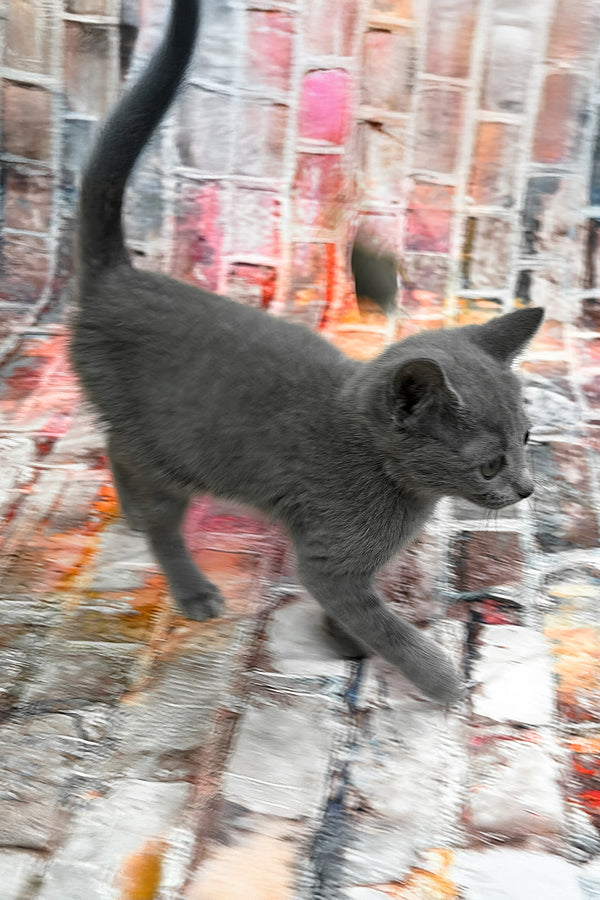 Ramos | Russian Blue Kitten
