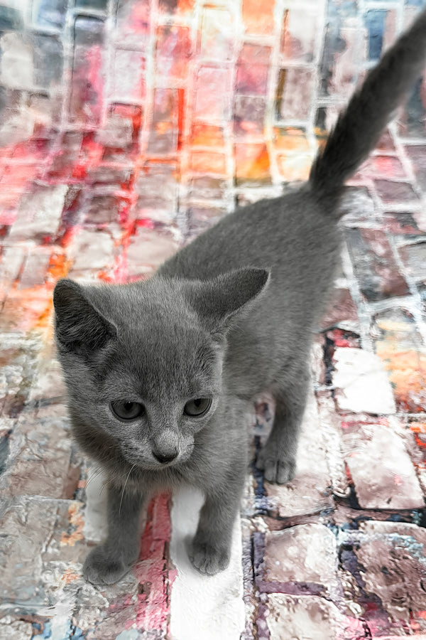 Ramos | Russian Blue Kitten